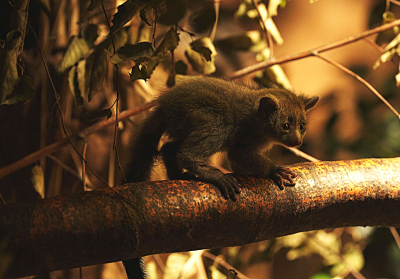 Otolemur drobnouchy - młode