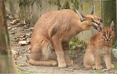 samica  karakala otacza opieką swe młode