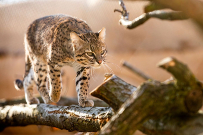 ocelot argentyński - osobnik dorosły