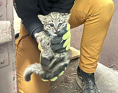 ocelot argentyński - młode