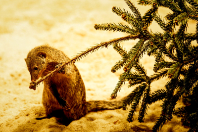 mungo pręgowany bawi się choinką