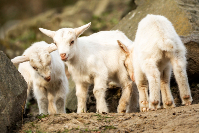 koźlęta w ekspozycji  Na Farmie