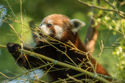 pokazowe karmienie pandek