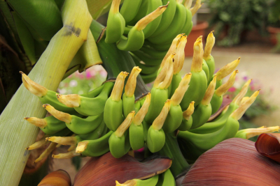 owocujący bananowiec w szklarniach
