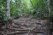 Národní park Taman Negara. Foto: Jonathan Kelly