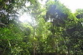 Národní park Taman Negara. Foto: Jonathan Kelly