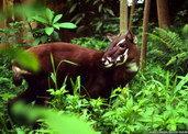 Saola. Foto: William Robichaud