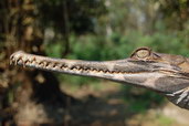 Tomistoma. Foto: Agata Staniewicz