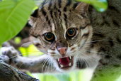 Kočka rybářská. Foto: Hukaung WCS Myanmar Programme