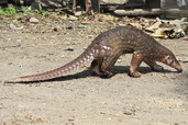 Luskoun ostrovní. Foto: Sewart Muir WCS Myanmar Programme