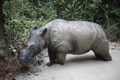 Nosorožec sumatránský. Foto: Yayasan Badak Indonesia