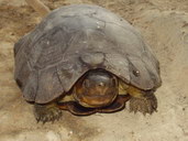 Želva palawanská. Foto: Katala Foundation Inc