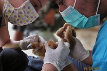 Vyšetřování zabaveného outloně umístěného v Zoo Medan na Sumatře. Outloň je v klasické obranné pozici se zvednutými předními končetinami.