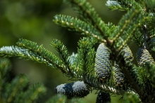 Jedle korejská (Abies koreana)