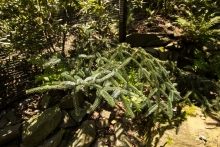 Jedle španělská (Abies pinsapo „Glauca“)