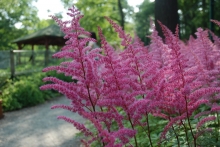 Čechrava zahradní (Astilbe x arendsii)