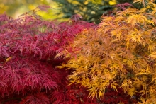 Javor dlanitolistý (Acer palmatum)