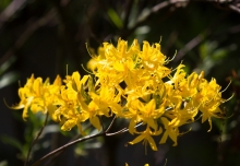 Pěnišník japonský - květ (Rhododendron molle)