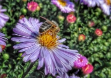 Hvězdnice alpská (Aster alpinus)