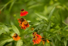 Záplevák (Helenium)