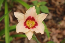 Denivka (Hemerocallis  „Anre Margaret“)