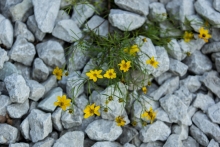 Krásnoočko přeslenité (Coreopsis verticillata „Zagreb“)