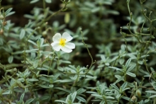 Devaterník (Helianthemum „The Bride“) 