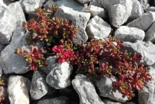 Rozchodník mateřídouškový (Sedum oreganum)