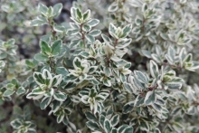 Mateřídouška citrónová (Thymus citriodorus  „Silver Queen“)