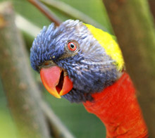Voliéra Papua